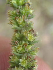 Crassula lanceolata lanceolata