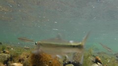 Pimephales notatus