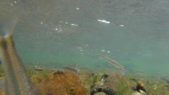 Pimephales notatus
