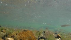 Pimephales notatus