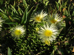Canaliculata