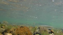 Micropterus dolomieu