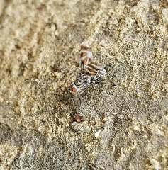 Pseudotephritis