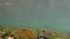 Pimephales notatus
