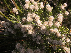 Dolichothrix ericoides