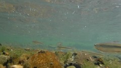Pimephales notatus