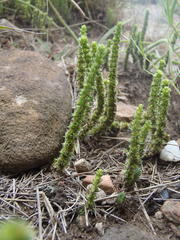Crassula lanceolata lanceolata