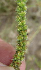 Crassula lanceolata lanceolata