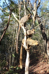 Eulemur rufifrons