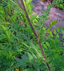 Cirsium osterhoutii