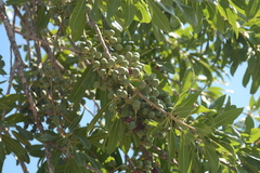 Forchhammeria pallida