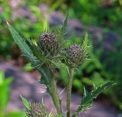 Cirsium osterhoutii