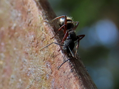 Camponotus hartogi