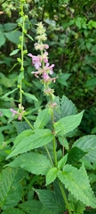Stachys latidens