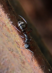 Camponotus hartogi