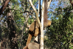 Eulemur rufifrons