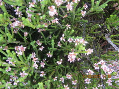 Erica petraea