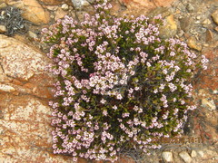 Erica petraea
