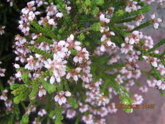 Erica petraea