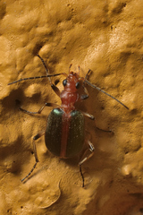 Brachinus cinctipennis