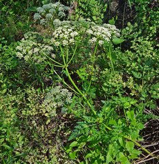 Ligusticum porteri