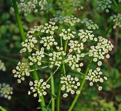 Ligusticum porteri