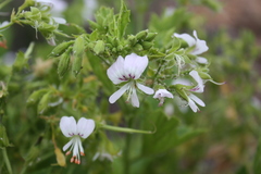 Pelargonium ribifolium