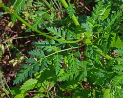 Ligusticum porteri