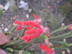 Erica strigilifolia