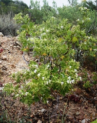Pelargonium ribifolium