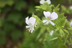 Pelargonium ribifolium