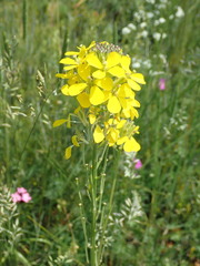 Erysimum odoratum