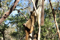 Eulemur rufifrons