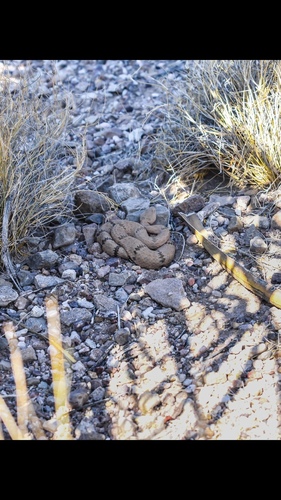 Mottled Rock Rattlesnake