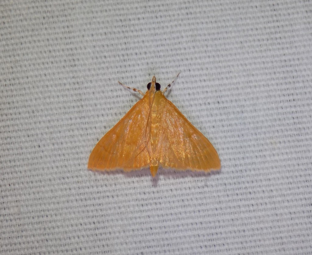Pyrausta aurea