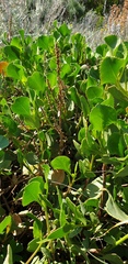 Scaevola crassifolia