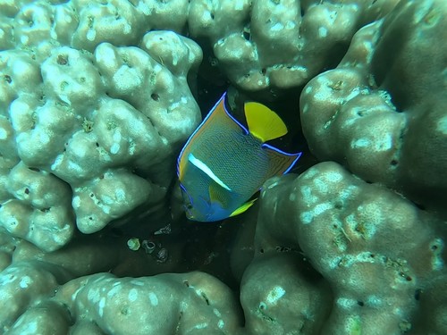 King Angelfish