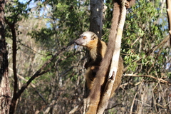 Eulemur rufifrons