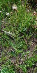 Cirsium osterhoutii