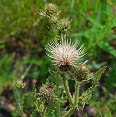 Cirsium osterhoutii