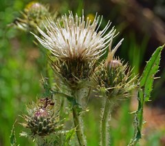 Cirsium osterhoutii