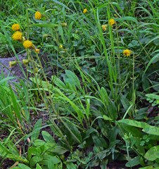 Arnica parryi