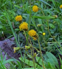 Arnica parryi