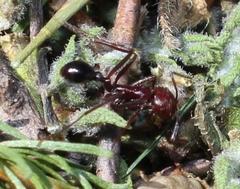 Ocymyrmex