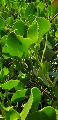 Scaevola crassifolia
