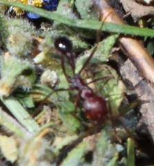 Ocymyrmex