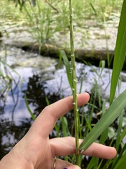Zizania palustris