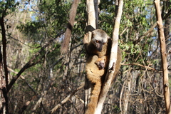 Eulemur rufifrons