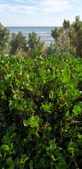 Scaevola crassifolia