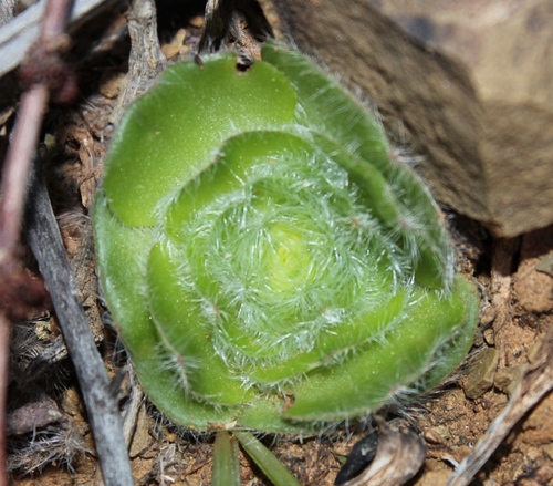 Crassula barbata